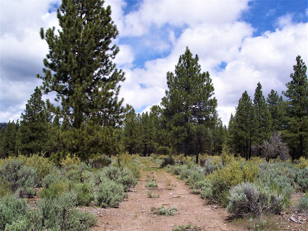 Breathtaking 5.07 Acre Marketable Timbered Lot In Klamath County, Oregon ~ ADJOINS FREMONT NATIONAL FOREST near California Border! photo 2