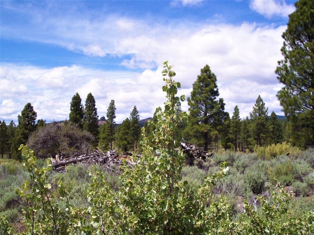 Large view of Breathtaking 5.07 Acre Marketable Timbered Lot In Klamath County, Oregon ~ ADJOINS FREMONT NATIONAL FOREST near California Border! Photo 1