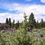 Thumbnail of 11.31 Acre Lot In Klamath County that backs Fremont-Winema National Forest! Photo 9