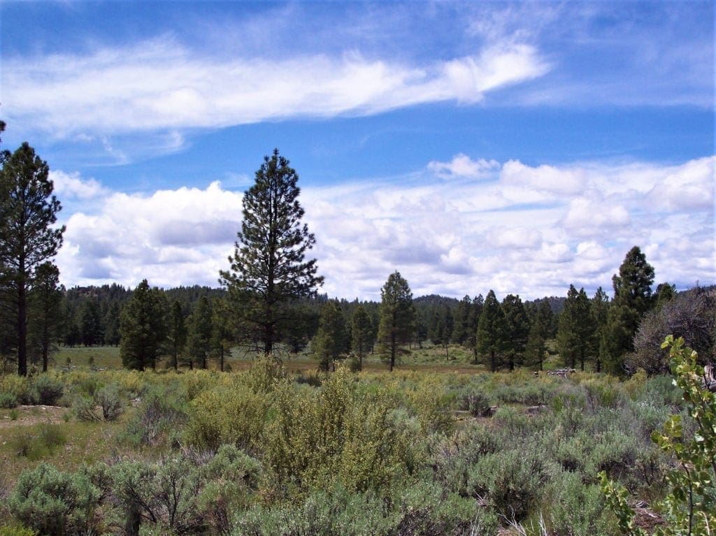 Large view of Pretty 9.86 Acre Sycan Unit Ranch Property with Lush Meadow & Old Growth Timber near Merritt Creek Photo 9