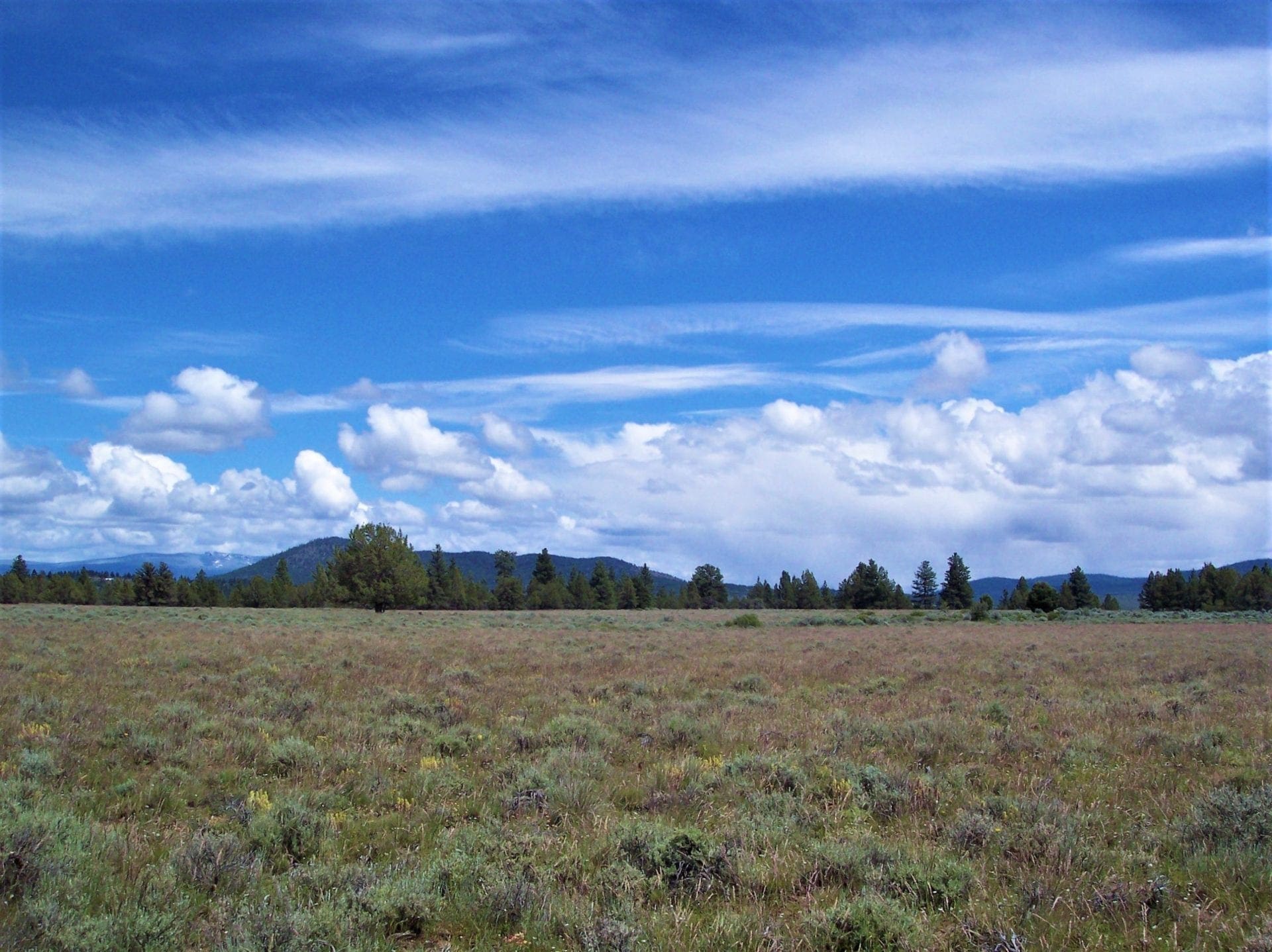 Pretty 9.86 Acre Sycan Unit Ranch Property with Lush Meadow & Old Growth Timber near Merritt Creek photo 7
