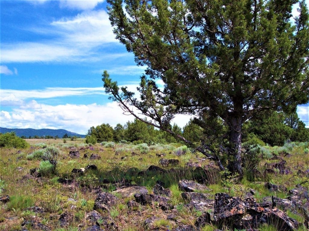 Large view of Pretty 9.86 Acre Sycan Unit Ranch Property with Lush Meadow & Old Growth Timber near Merritt Creek Photo 1