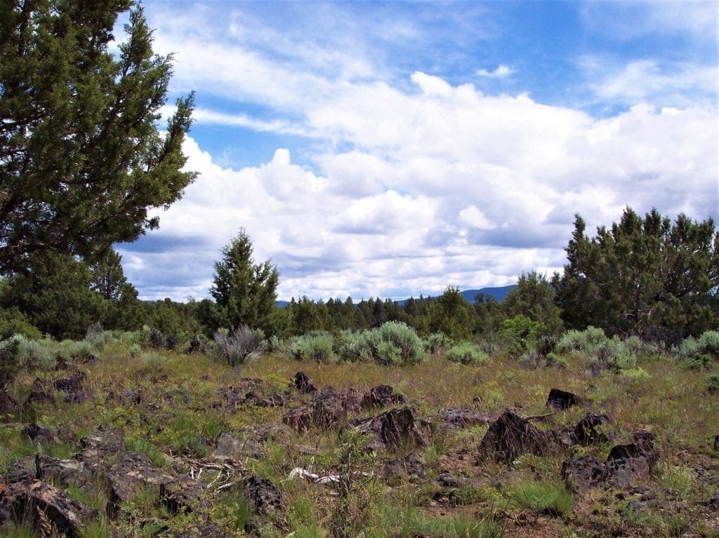 Large view of Pretty 9.86 Acre Sycan Unit Ranch Property with Lush Meadow & Old Growth Timber near Merritt Creek Photo 5
