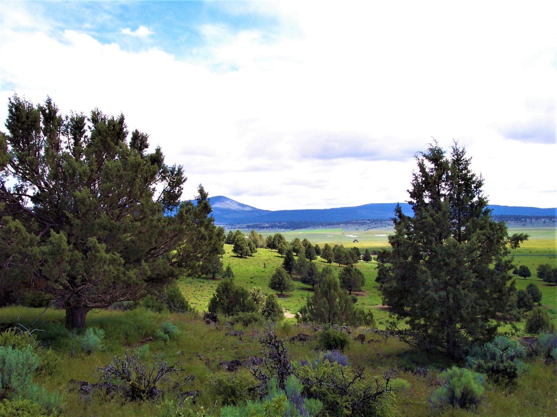 Amazing Sprague River Valley Views! 1.67 Acres in Klamath County, Oregon ~ Treed, Road, Wild Horses! photo 3