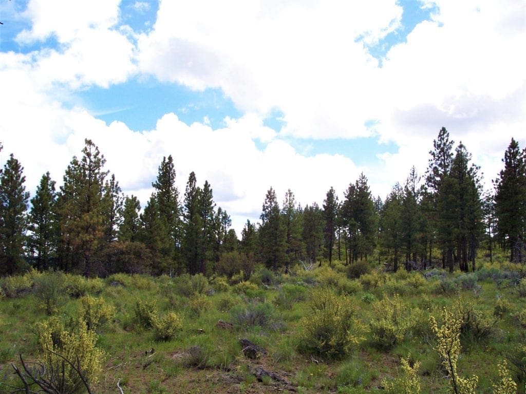 Large view of Breathtaking 5.07 Acre Marketable Timbered Lot In Klamath County, Oregon ~ ADJOINS FREMONT NATIONAL FOREST near California Border! Photo 5