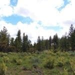 Thumbnail of Beautiful 10.00 Acre Oregon Ranch Land with Old Growth Timber near Klamath Falls & California Photo 6