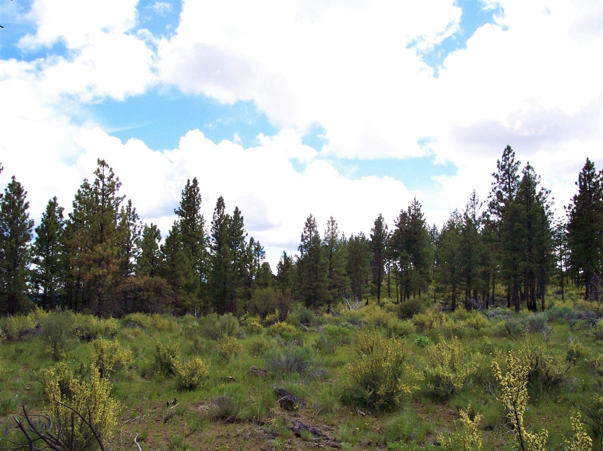 11.31 Acre Lot In Klamath County that backs Fremont-Winema National Forest! photo 6