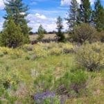 Thumbnail of 11.31 Acre Lot In Klamath County that backs Fremont-Winema National Forest! Photo 5