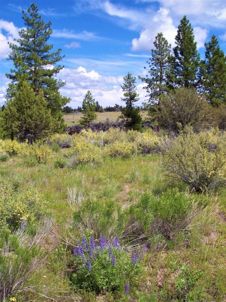 Large view of 11.31 Acre Lot In Klamath County that backs Fremont-Winema National Forest! Photo 5