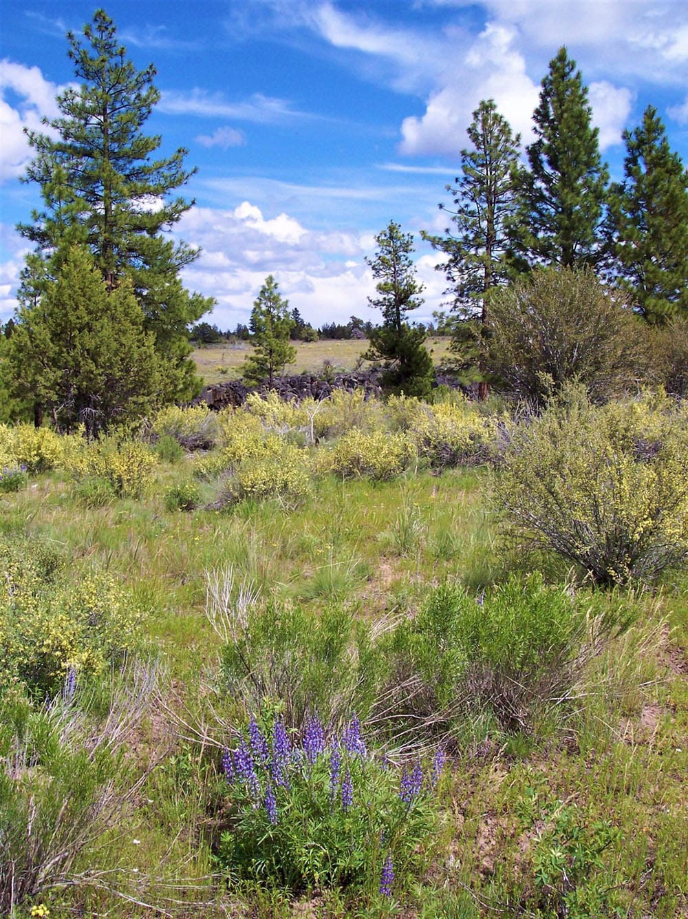 11.31 Acre Lot In Klamath County that backs Fremont-Winema National Forest! photo 5