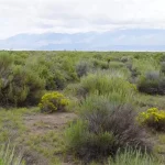 Thumbnail of 9.98 ACRES IN SUNNY SOUTHERN COLORADO ~ BEAUTIFUL RANCH IN MT. BLANCA VALLEY RANCHES~ MILLION DOLLAR VIEWS! Photo 4