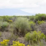 Thumbnail of 9.98 ACRES IN SUNNY SOUTHERN COLORADO ~ BEAUTIFUL RANCH IN MT. BLANCA VALLEY RANCHES~ MILLION DOLLAR VIEWS! Photo 3