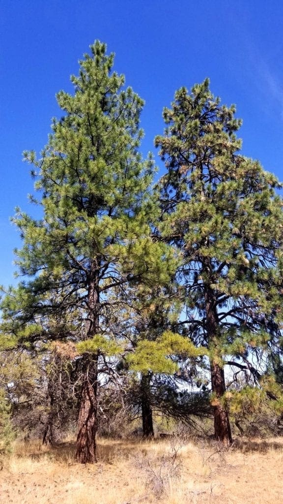 Large view of Biggest Lot On the Block! 3.89 Acres in Klamath County, Oregon Photo 7