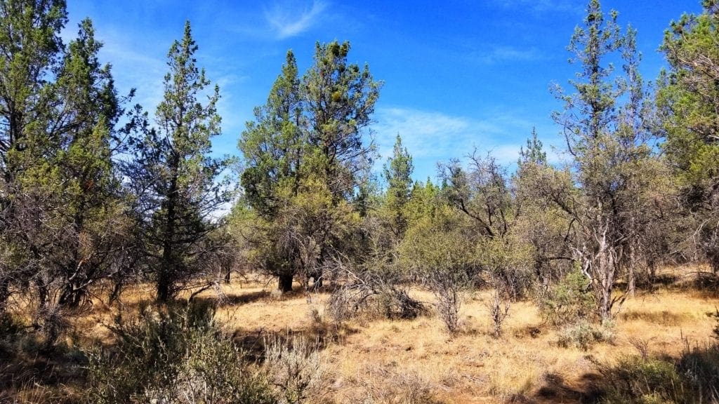 Large view of Biggest Lot On the Block! 3.89 Acres in Klamath County, Oregon Photo 9