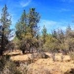 Thumbnail of Biggest Lot On the Block! 3.89 Acres in Klamath County, Oregon Photo 9