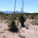 Thumbnail of Own a Piece of the American Southwest! 2 Adjoining Lots Near Deming! Photo 4