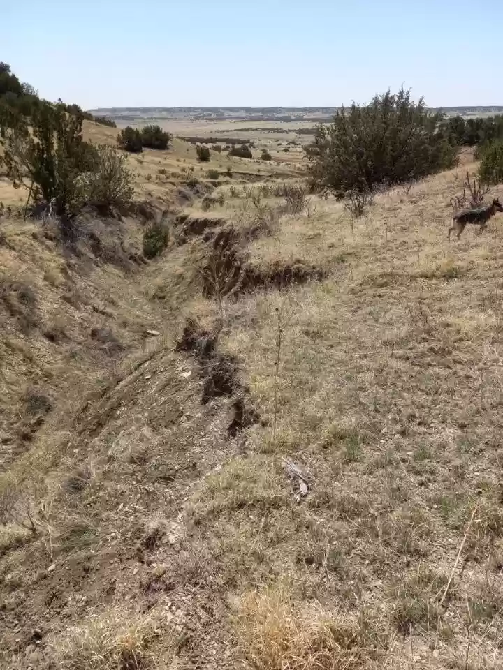 40.64 ACRES IN GORGEOUS LAS ANIMAS COUNTY, COLORADO ~ TREED PROPERTY IN THE HILLS NEAR NEW MEXICO BORDER. photo 8