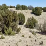 Thumbnail of 40.64 ACRES IN GORGEOUS LAS ANIMAS COUNTY, COLORADO ~ TREED PROPERTY IN THE HILLS NEAR NEW MEXICO BORDER. Photo 7