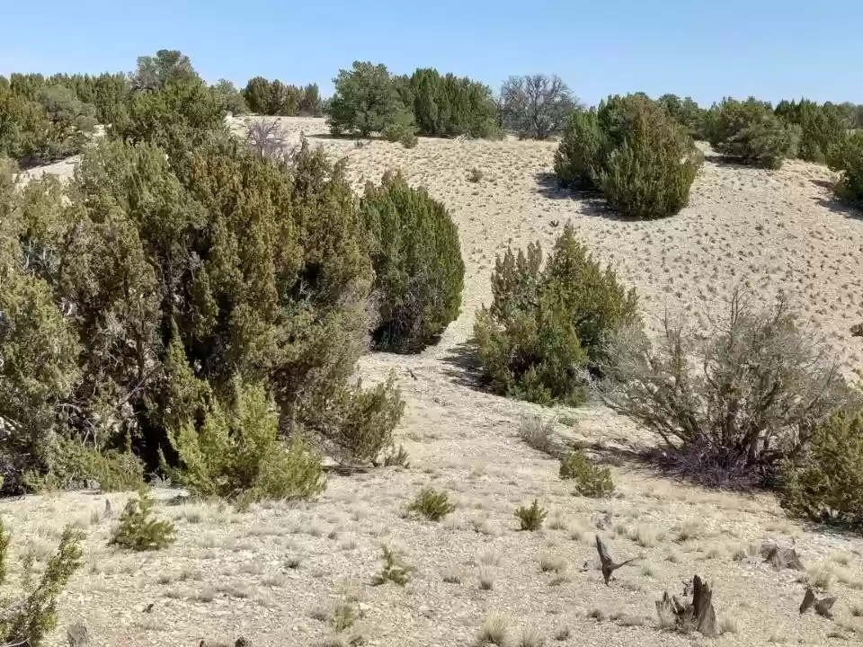 40.64 ACRES IN GORGEOUS LAS ANIMAS COUNTY, COLORADO ~ TREED PROPERTY IN THE HILLS NEAR NEW MEXICO BORDER. photo 7