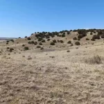 Thumbnail of 40.64 ACRES IN GORGEOUS LAS ANIMAS COUNTY, COLORADO ~ TREED PROPERTY IN THE HILLS NEAR NEW MEXICO BORDER. Photo 9
