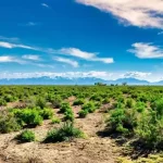Thumbnail of 3.27 ACRES IN CRESTONE, COLORADO WITH BEAUTIFUL VIEWS OF THE SOUTHERN ROCKY MOUNTAINS AND BACKS CREEK. Photo 3