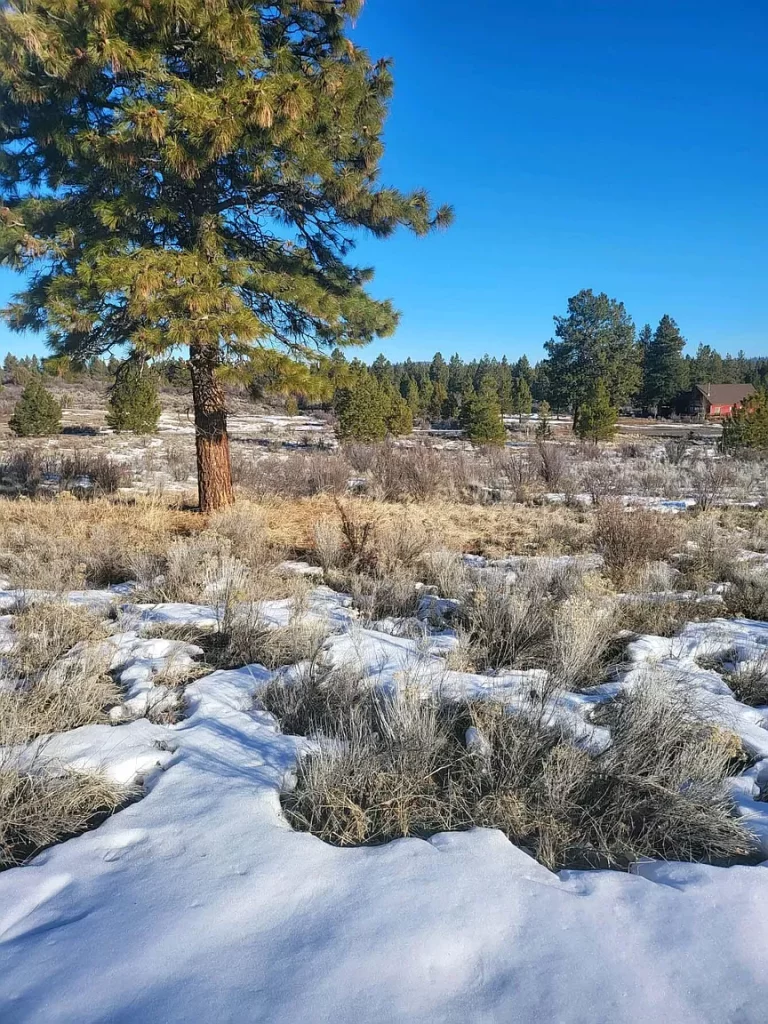 Large view of 0.47 AC BUILDING LOT IN BEAUTIFUL OREGON SHORES NEAR CRATER LAKE & CALIFORNIA BORDER. Photo 9