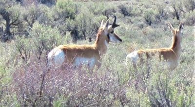 9 PREMIUM PARCELS ALONG BUSY HIGHWAY 95 ALL ZONED COMMERCIAL, AG, RESIDENTIAL~POTENTIAL BILLBOARD, R.V. PARK, ETC. photo 5