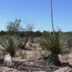 Thumbnail of Own a Piece of the American Southwest! 2 Adjoining Lots Near Deming! Photo 2