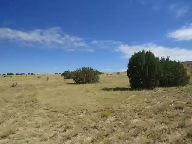 40.64 ACRES IN GORGEOUS LAS ANIMAS COUNTY, COLORADO ~ TREED PROPERTY IN THE HILLS NEAR NEW MEXICO BORDER. photo 1