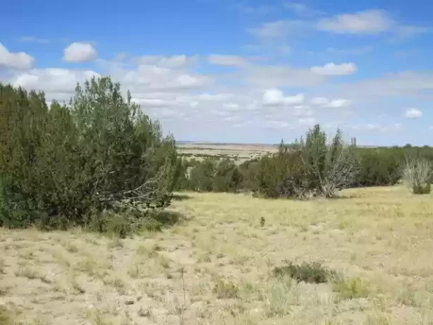 40.64 ACRES IN GORGEOUS LAS ANIMAS COUNTY, COLORADO ~ TREED PROPERTY IN THE HILLS NEAR NEW MEXICO BORDER.