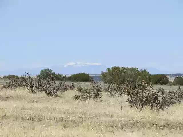 40.64 ACRES IN GORGEOUS LAS ANIMAS COUNTY, COLORADO ~ TREED PROPERTY IN THE HILLS NEAR NEW MEXICO BORDER. photo 10