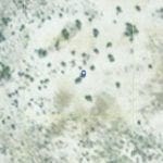 Thumbnail of .33 Acres Perfect for an Explorer! Just outside of Crescent Valley & No Zoning do What you Want! Photo 15