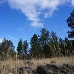 Thumbnail of 2.34 Acre KFFE Highway 66 Unit Acreage with Timber and Buildable. Photo 10