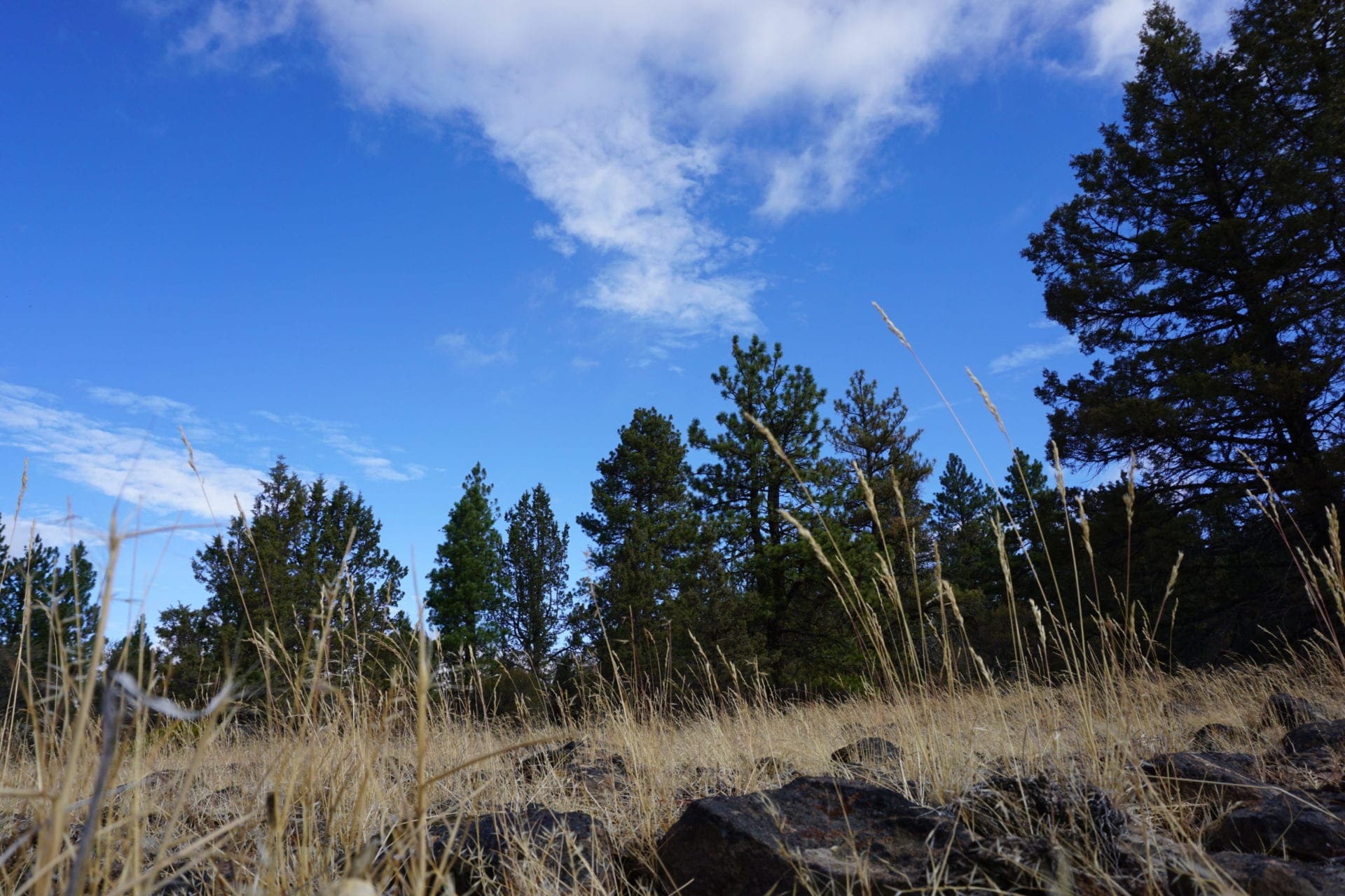 2.34 Acre KFFE Highway 66 Unit Acreage with Timber and Buildable. photo 10