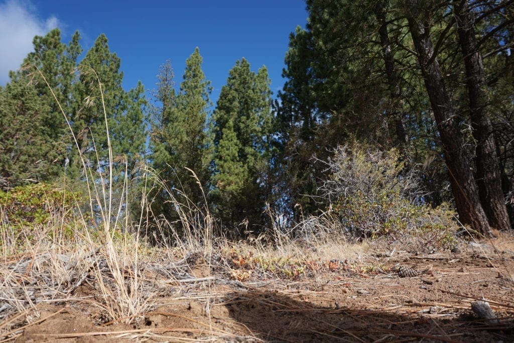 Large view of 2.34 Acre KFFE Highway 66 Unit Acreage with Timber and Buildable. Photo 32