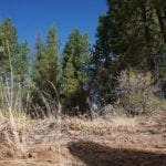 Thumbnail of 2.34 Acre KFFE Highway 66 Unit Acreage with Timber and Buildable. Photo 32