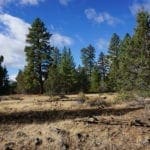 Thumbnail of 2.34 Acre KFFE Highway 66 Unit Acreage with Timber and Buildable. Photo 18