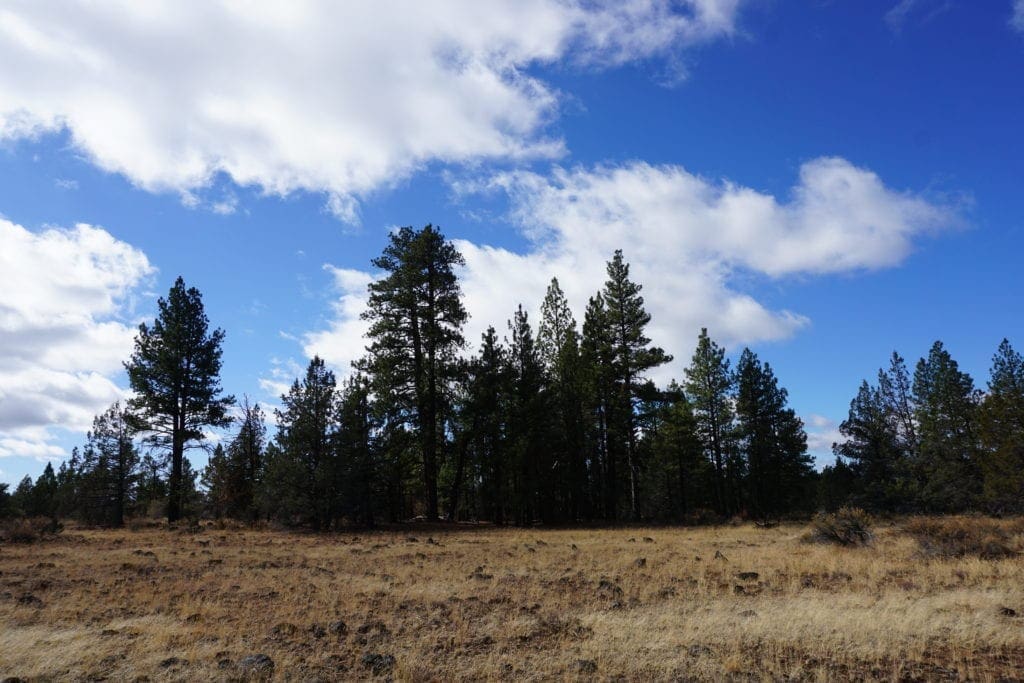 Large view of 2.34 Acre KFFE Highway 66 Unit Acreage with Timber and Buildable. Photo 33