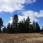 Thumbnail of 2.34 Acre KFFE Highway 66 Unit Acreage with Timber and Buildable. Photo 33