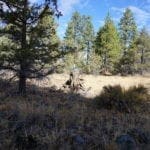 Thumbnail of 2.34 Acre KFFE Highway 66 Unit Acreage with Timber and Buildable. Photo 29