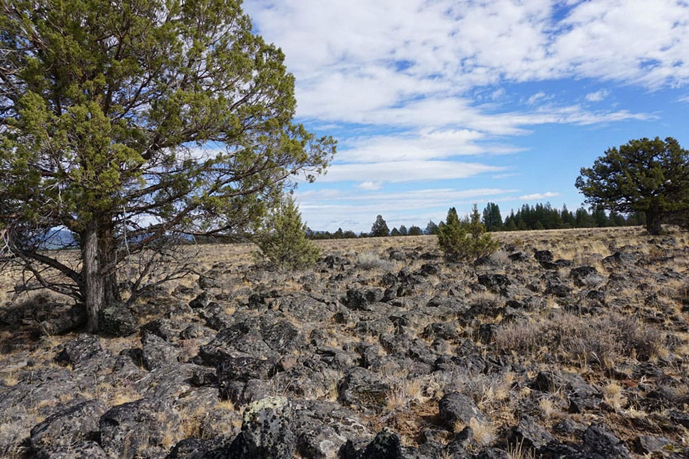 36 Acres Central Oregon Near California TWO Parcels Separated by County Road photo 52