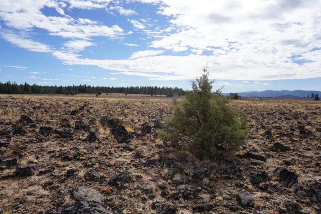 Large view of 36 Acres Central Oregon Near California TWO Parcels Separated by County Road Photo 58