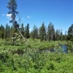 Thumbnail of Blue Ribbon Fishing On This Exclusive 119 Acre Oregon Ranch in Central Oregon Photo 5