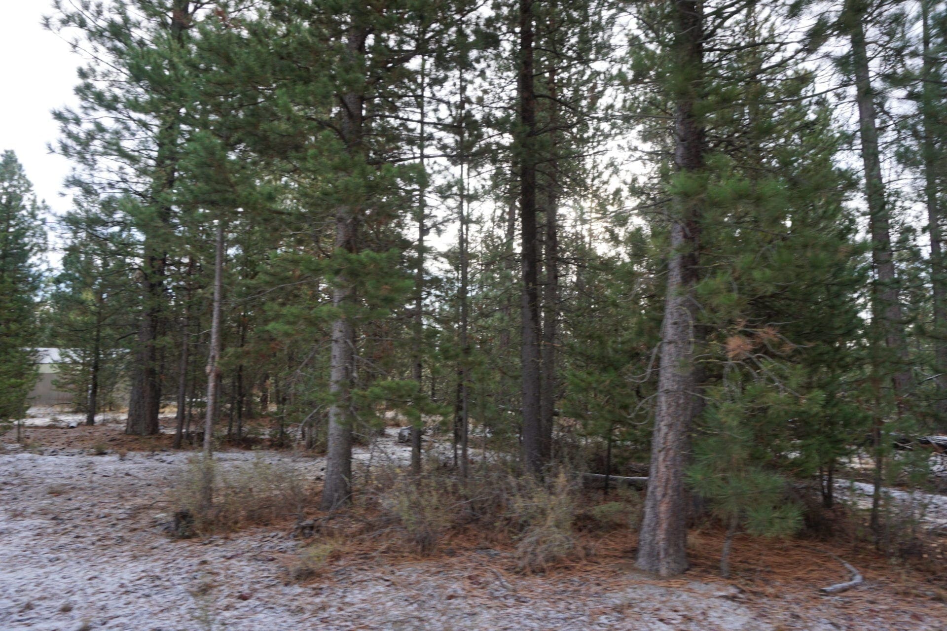 1.00 Ac In Crescent Oregon! Treed Lot W/ Power & 20 X 30 Metal Building! Near BEND photo 20