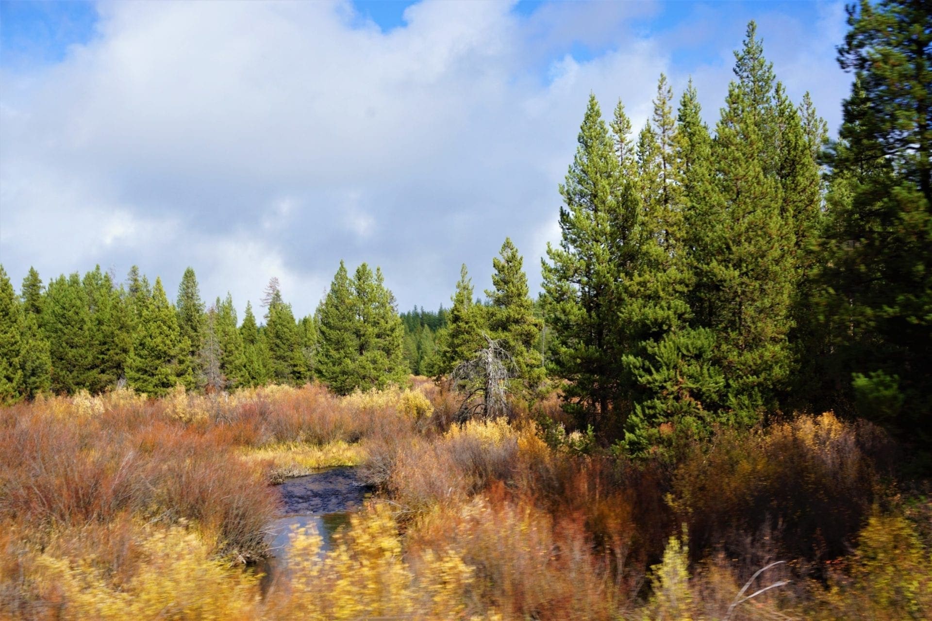 1.00 Ac In Crescent Oregon! Treed Lot W/ Power & 20 X 30 Metal Building! Near BEND photo 16