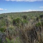 Thumbnail of Treed 10.00 Acre Lot with County Maintained Dove Creek Road Running Through it ~ Come Enjoy Box Elder County! Photo 10