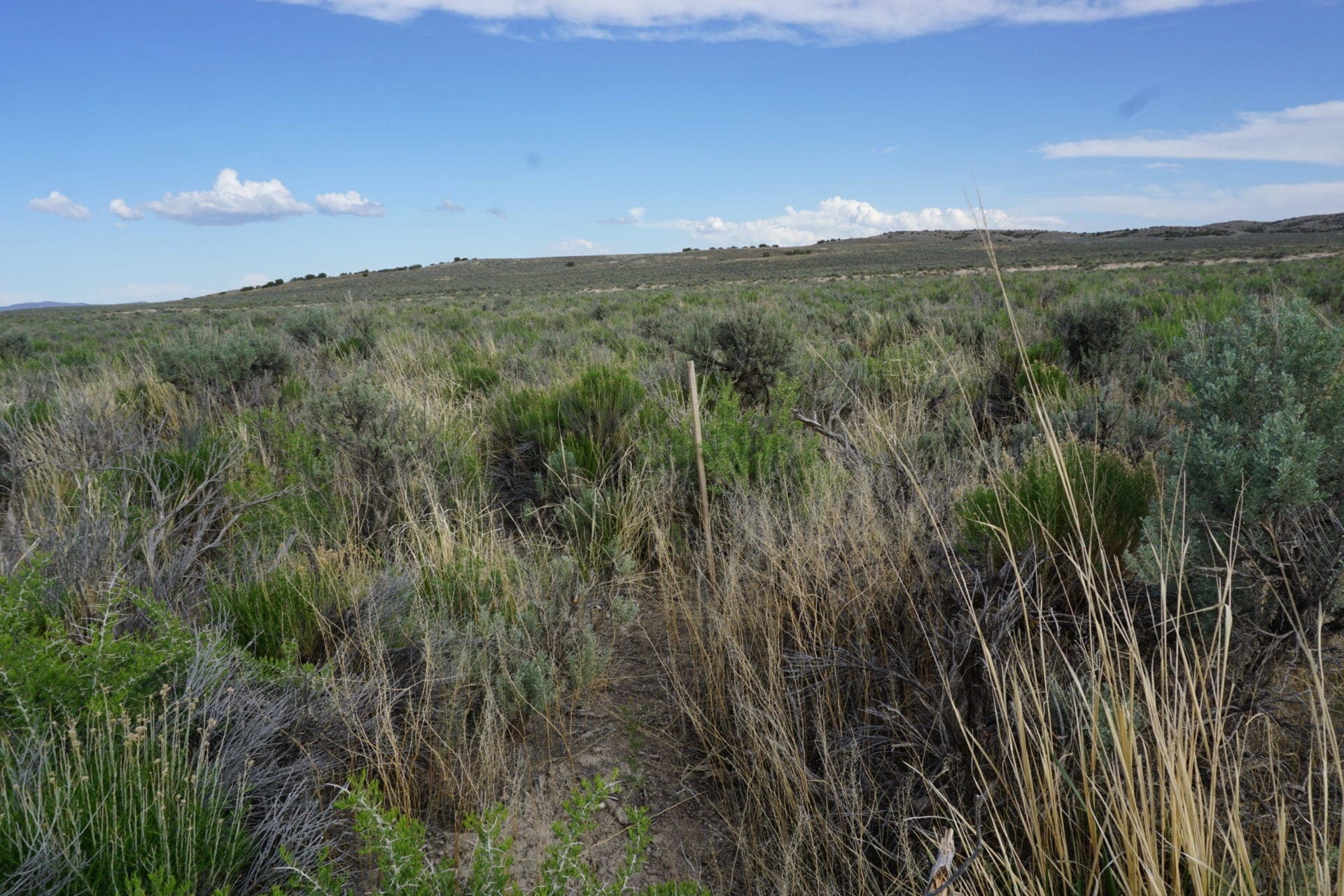 Treed 10.00 Acre Lot with County Maintained Dove Creek Road Running Through it ~ Come Enjoy Box Elder County! photo 10