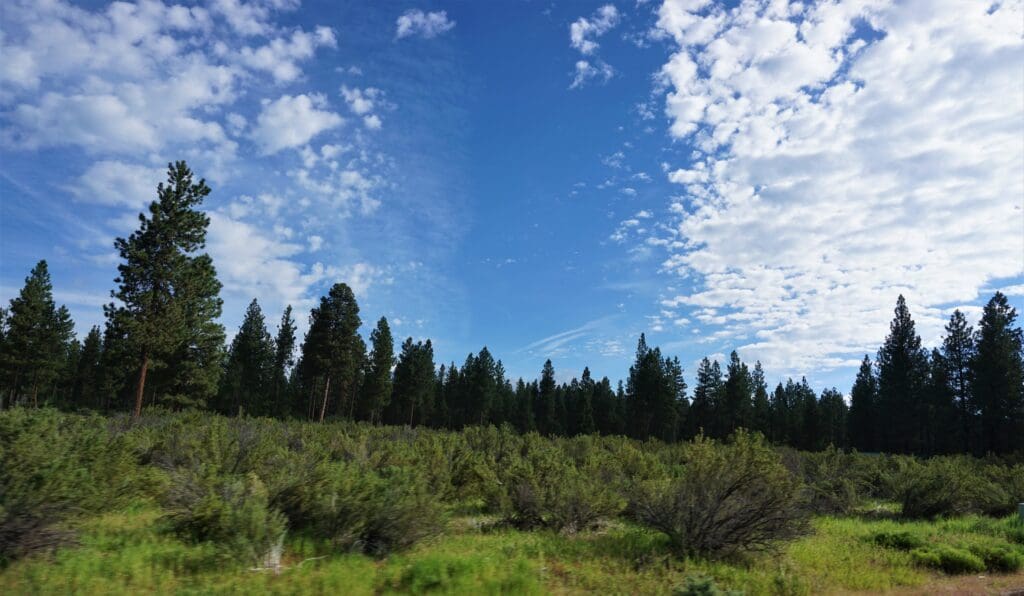 Large view of 4.79 ACRES IN KLAMATH COUNTY, OREGON ~ GORGEOUS MINI RANCH IN THE MOUNTAINS WITH TREES, VIEWS AND WIDE OPEN SPACES Photo 5