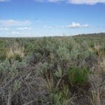 Thumbnail of Treed 10.00 Acre Lot with County Maintained Dove Creek Road Running Through it ~ Come Enjoy Box Elder County! Photo 8