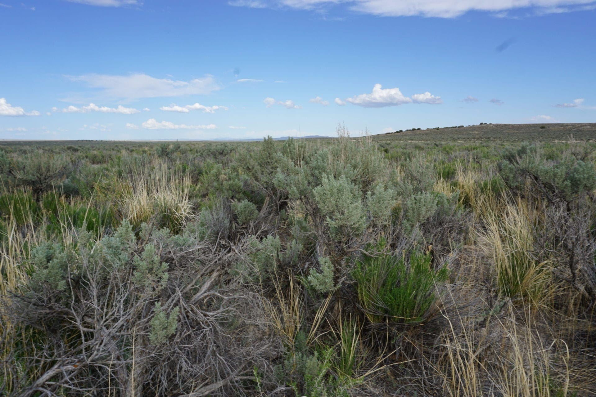 Treed 10.00 Acre Lot with County Maintained Dove Creek Road Running Through it ~ Come Enjoy Box Elder County! photo 8